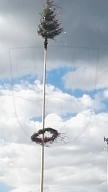 Maibaum aufstellen 2018