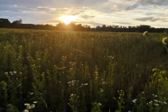 IMG_20210624_204414
